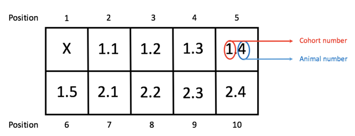 figure-results-1 Grid showing cohort and animal numbers; matrix positioning key; diagram for experimental grouping.