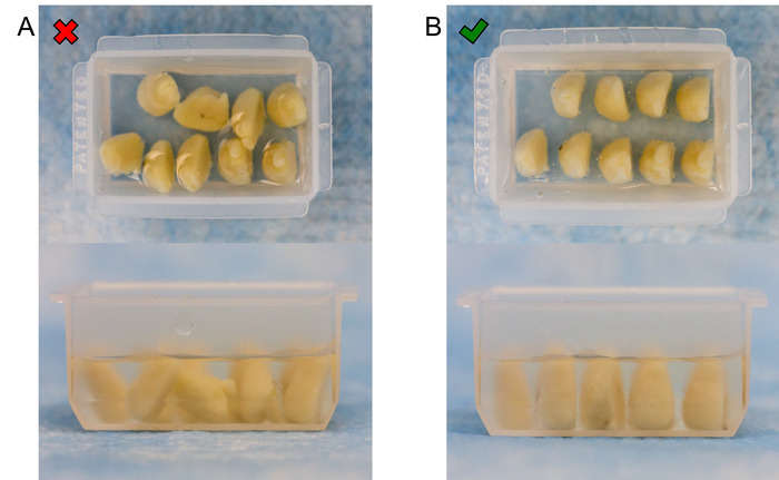 figure-results-2 Seed germination setup comparison; optimal placement (B) vs incorrect (A). Germination results.