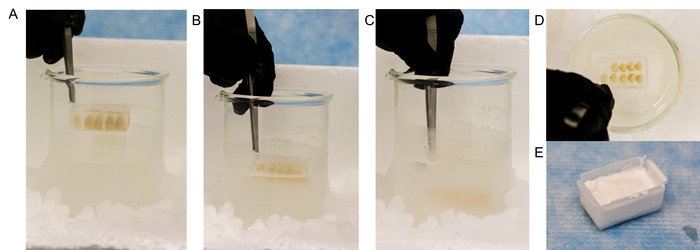 figure-results-3 Cryogenic preservation process using liquid nitrogen in beaker, ice bath; peptide samples, gloves.