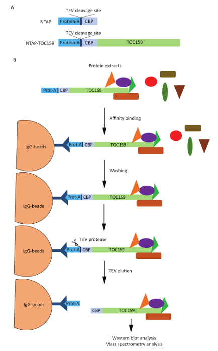 Protein purification diagram, affinity binding, TEV cleavage, mass spectrometry, Western blot analysis.