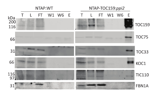 Chloroplast protein import immunoblot; protein bands for TOC159, TOC75, TOC33; NTAP:WT, NTAP-TOC159:ppi2.