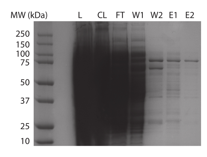 SDS-PAGE electrophoresis gel showing protein bands for purification analysis, labeled with kDa ladder.