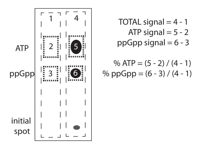 Process diagram: ATP and ppGpp signal calculation using chromatography spots and equations.
