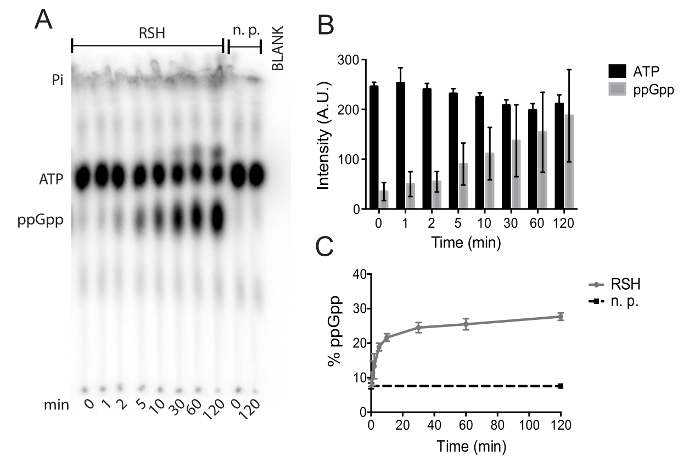 Polyphosphate kinase assay results; gel electrophoresis, intensity graph, ppGpp synthesis analysis.