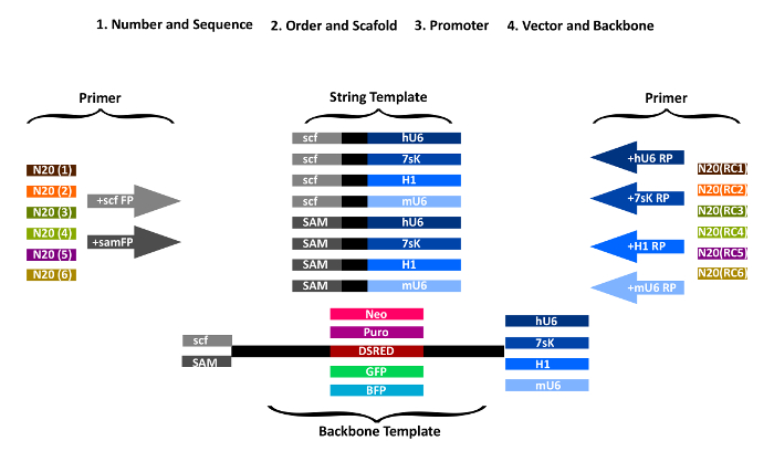 figure-results-1 Gene editing design diagram; primer, string, backbone templates; DNA assembly process steps.