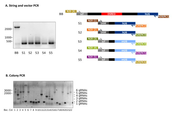figure-results-2 String and vector PCR gel electrophoresis results; shows DNA band patterns for five samples; colony PCR.