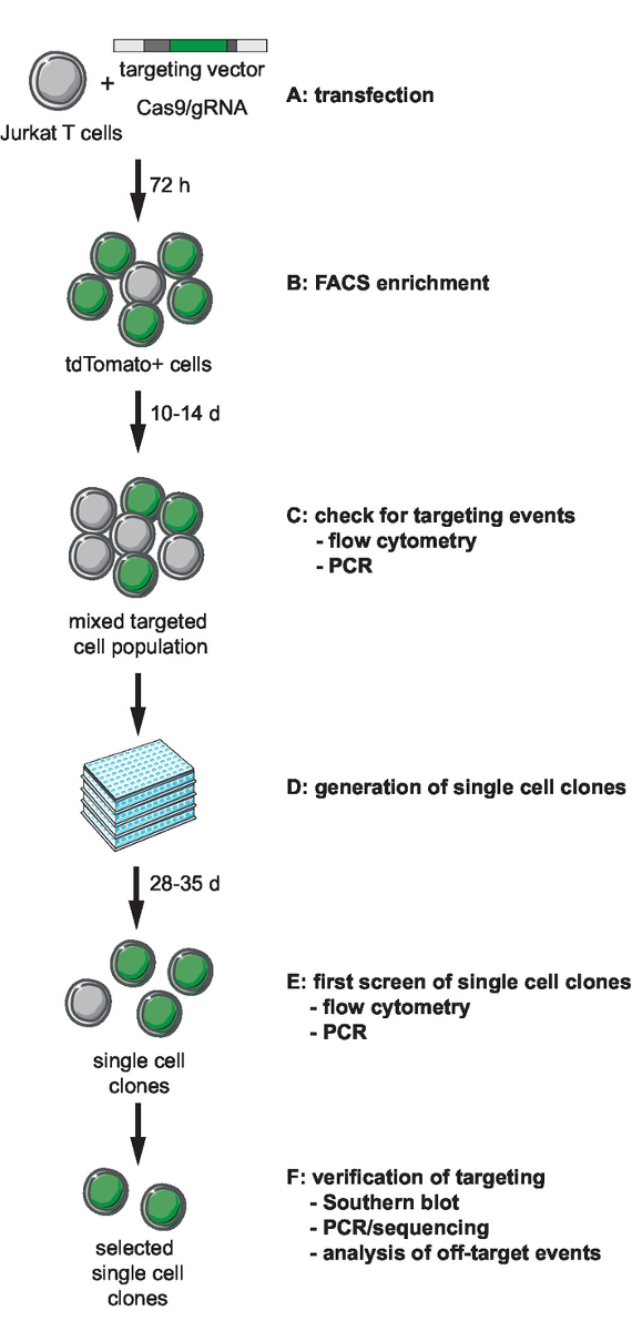 CRISPR workflow diagram: Jurkat T cells transfection, FACS enrichment, PCR verification steps.