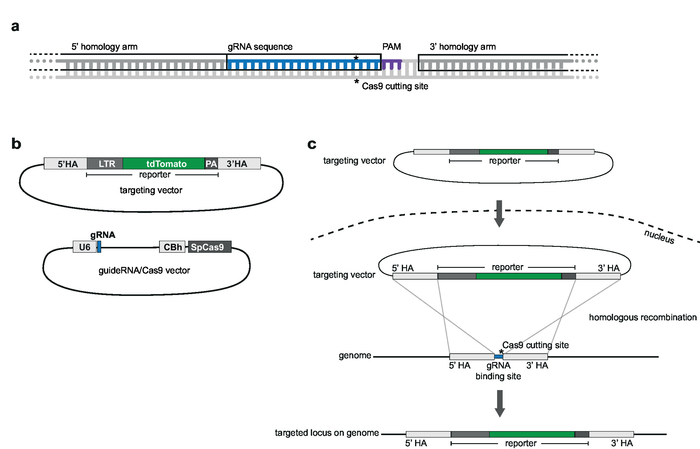 CRISPR-Cas9 gene editing diagram: homologous recombination, targeting vector, gRNA, Cas9 cutting site.