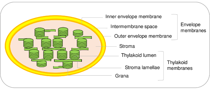 Chloroplast structure diagram; envelope membranes, thylakoid membranes, grana, stroma details.