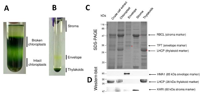 Chloroplast isolation experiment; SDS-PAGE and Western blot results analyzing chloroplast fractions.