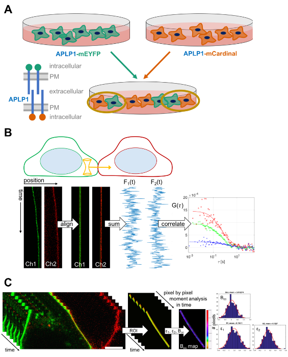 Static equilibrium, APLP1 expression, fluorescence correlation spectroscopy, diagram with process steps.