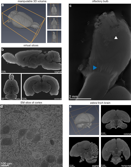 A Micro-CT-based Method for Characterizing Lesions and Locating ...