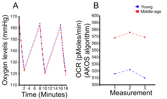 figure-results-2 Time vs. Oxygen and OCR levels chart; compare young and middle-age subjects in a biological study.