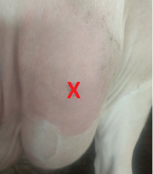 Úbere de vaca com área marcada mostrando inflamação, indicando possível mastite.