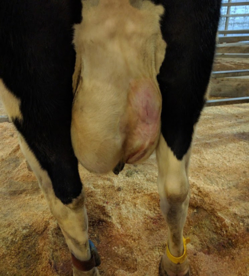 Anatomia bovina, exame de saúde do úbere, observação de inchaço, avaliação veterinária, pecuária leiteira.