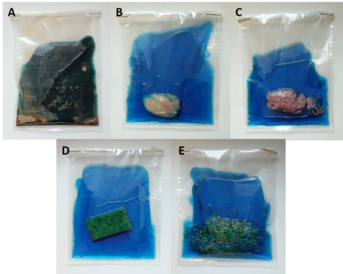 figure-protocol-1 Mold growth experiment with organic samples in vacuum-sealed bags; decomposition visual analysis.