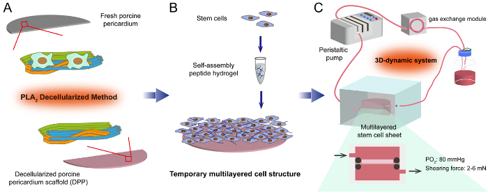 Video: Construction of a Multilayered Mesenchymal Stem Cell Sheet with ...