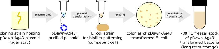 Cloning plasmid process diagram: plasmid prep, E. coli transformation, colonies, freezer storage