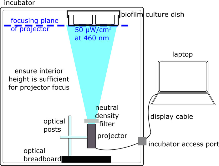 Optical setup diagram; projector irradiates biofilm with 460 nm light, includes laptop control.