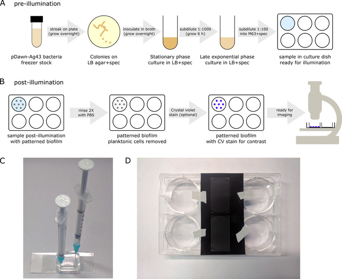 bacteria culture stages, biofilm pattern, staining, microscopy diagram; syringe apparatus, petri setup