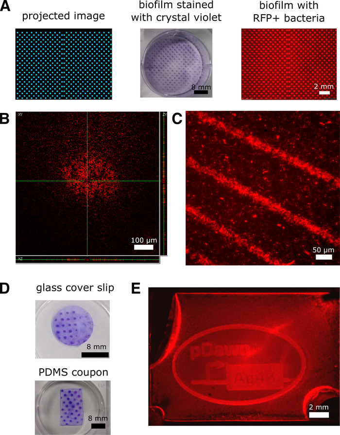 Biofilm experiment; projected image; crystal violet staining; RFP+ bacteria; microscopy results.