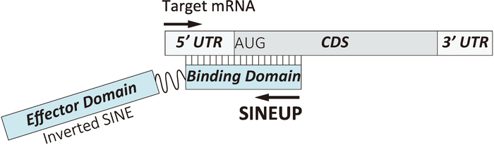 SINEUP mechanism in gene expression, diagram illustrating mRNA target with effector and binding domains.