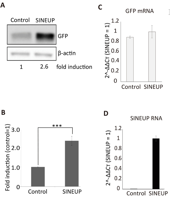 SINEUP increases GFP expression; Western blot, qRT-PCR analysis, fold induction, control vs. SINEUP.