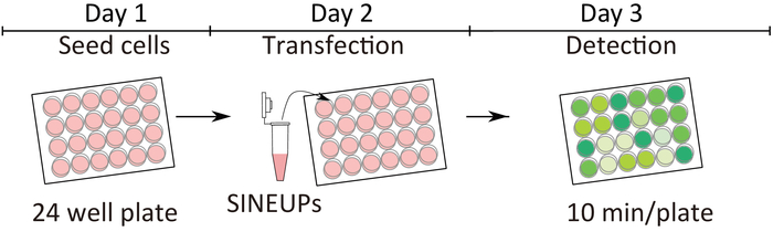Cell transfection process diagram using SINEUPs; 24-well plates; detection on day 3; experiment.