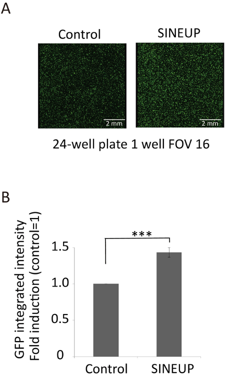 Fluorescence microscopy, GFP expression comparison, control vs. SINEUP, bar graph results.