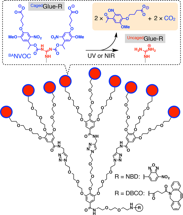 Polymer synthesis diagram; UV/NIR-triggered uncaging of Glue-R structure; photochemical reaction.