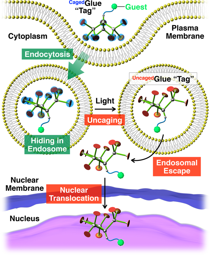 Endocytosis and nuclear translocation diagram showing light-induced uncaging and endosomal escape.