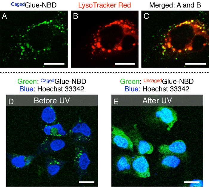 Fluorescence microscopy, Glue-NBD, LysoTracker, Hoechst, UV effect; cellular imaging, experiment results.