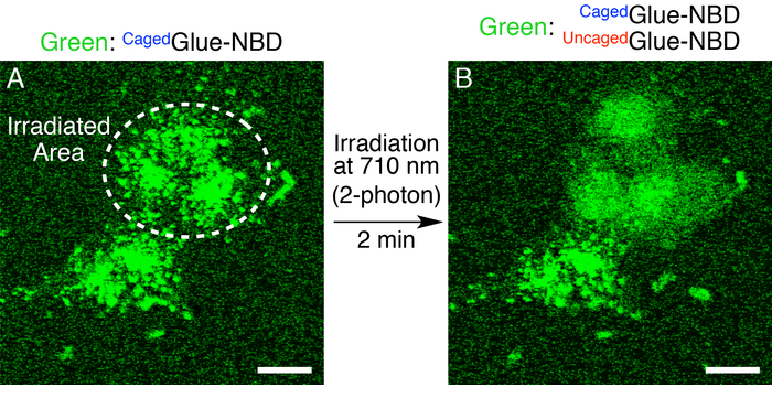 Two-photon irradiation of caged Glue-NBD; fluorescence microscopy diagram before and after exposure.