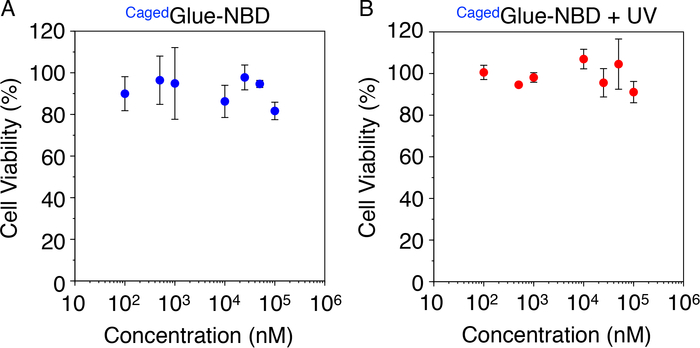 Cell viability vs. concentration graphs of CagedGlue-NBD with/without UV; error bars show data spread.
