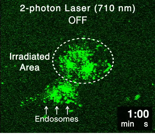 Two-photon laser microscopy image, endosomes in irradiated area, laser off, time 1 min.