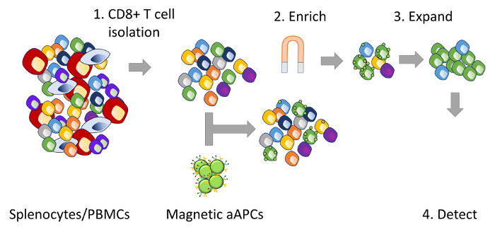 Enrich and Expand Rare Antigen-specific T Cells with Magnetic Nanoparticles