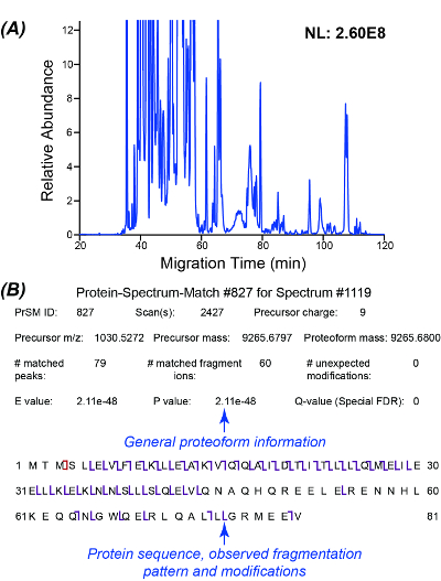 Protein analysis; chromatogram, protein spectrum; peptide fragmentation, modification data.