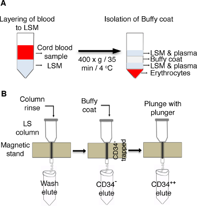 Blood fractionation diagram showing buffy coat isolation and CD34+ cell elution via magnetic stand.