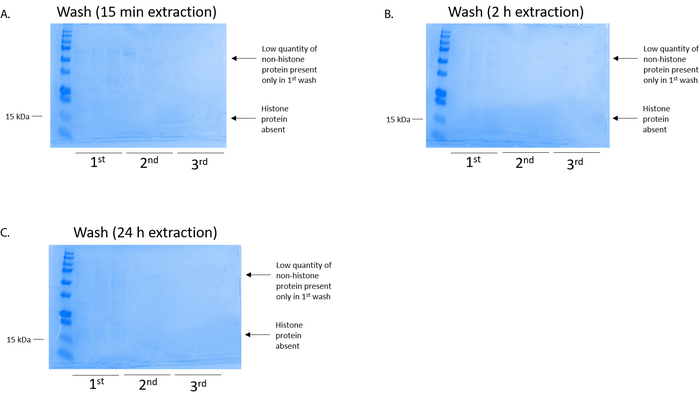 figure-results-4 Electrophoresis results showing non-histone protein extraction at 15 min, 2 h, and 24 h washes.
