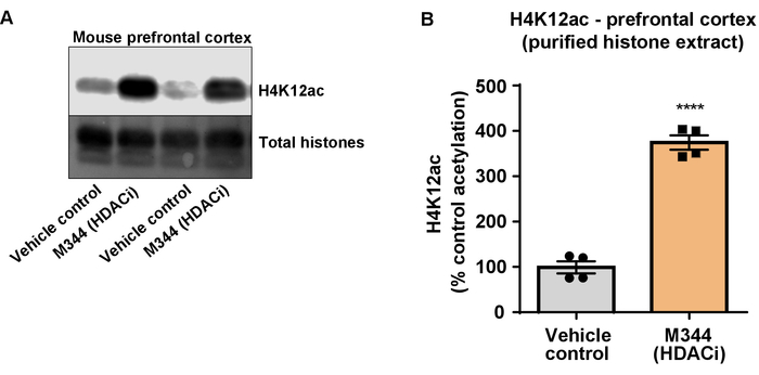 figure-results-7 Mouse prefrontal cortex histone acetylation; western blot and bar graph comparison; M344 treatment.