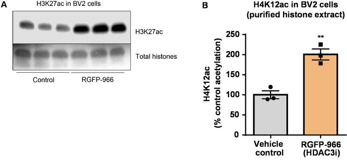 figure-results-8 Western blot and bar graph comparing H3K27ac and H4K12ac levels in BV2 cells treated with RGFP-966.
