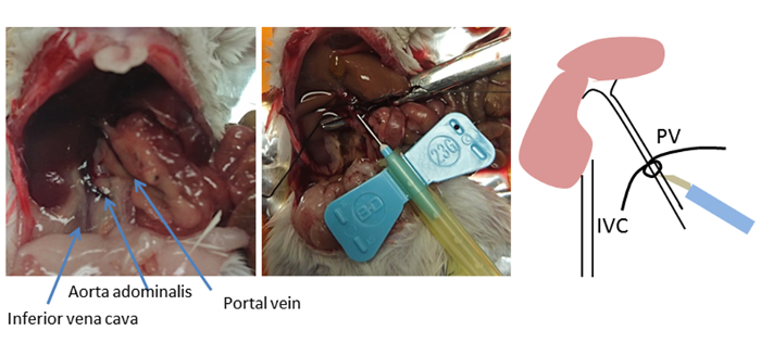 figure-results-2 Portal vein cannulation, surgical setup diagram, aorta abdominalis, inferior vena cava, procedure.