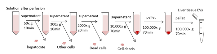 figure-results-3 Liver tissue EV isolation; centrifugation sequence diagram; hepatocyte separation process.