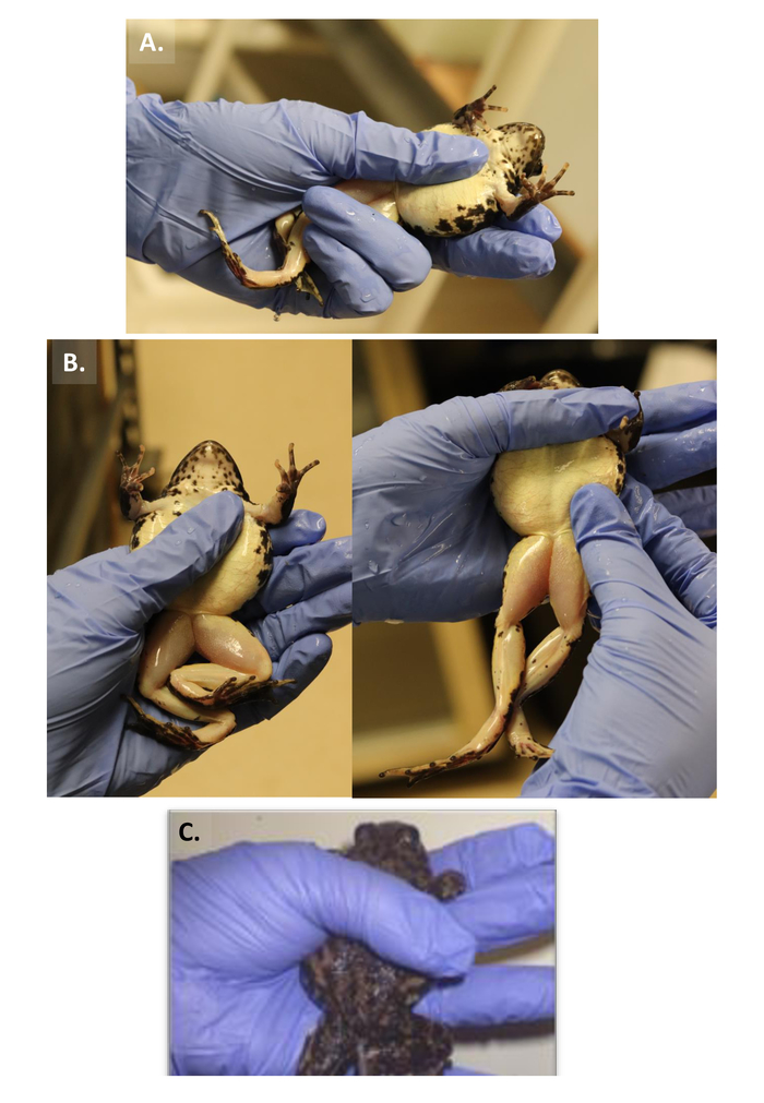 figure-results-1 青蛙解剖过程,戴手套的手持标本进行生殖系统研究;生物学研究。