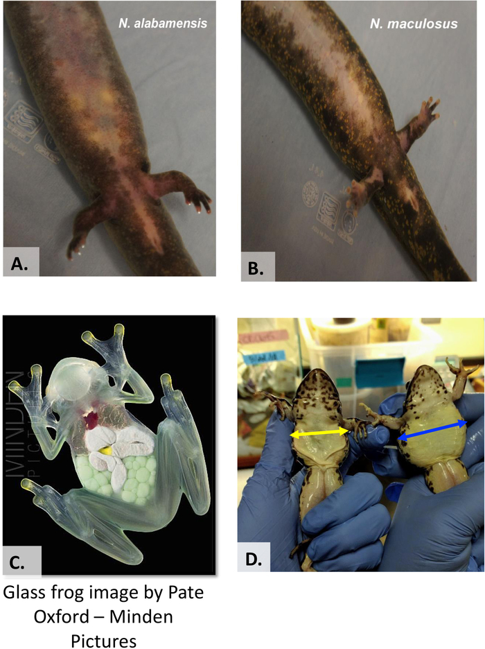 figure-results-13 用于生物学研究的两栖动物肢体与解剖结构比较示意图,突出显示了多个物种。