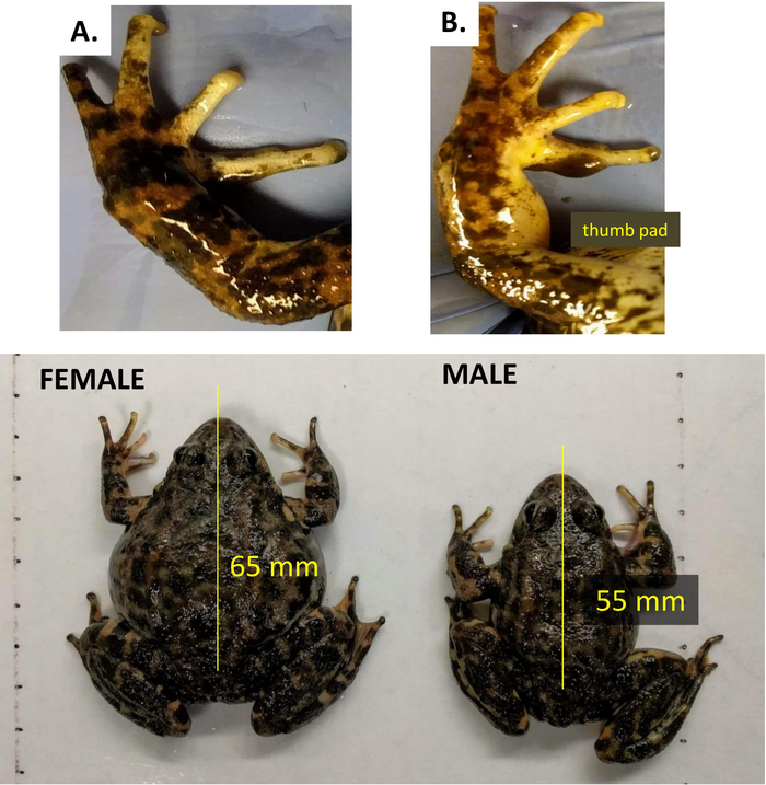 figure-results-3 青蛙的性别二态性:雄性和雌性婚垫的比较及体型测量;雌性65mm,雄性55mm。