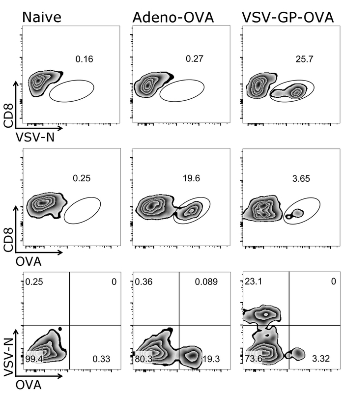 Flow cytometry dot plots analyzing CD8 T cell response; VSV and OVA antigen stimulation results.