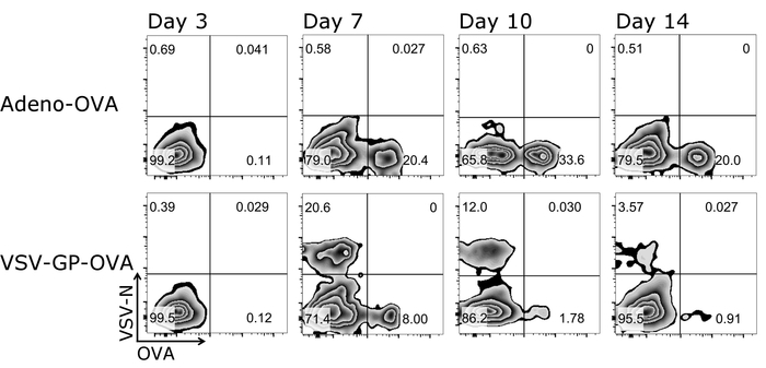 Flow cytometry diagrams of Adeno-OVA and VSV-GP-OVA responses over 14 days in viral study.