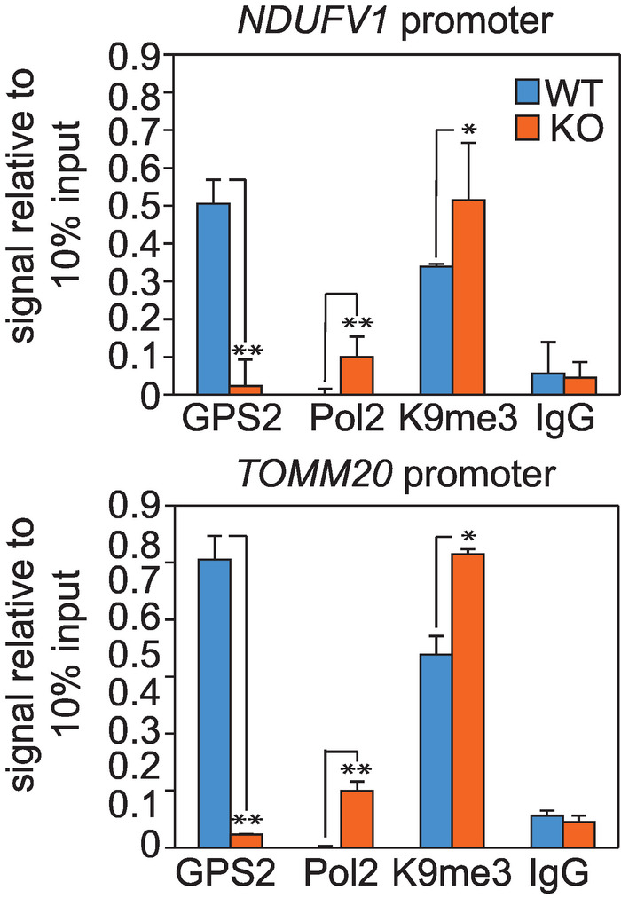NDUFV1 and TOMM20 promoter analysis, bar graph, WT vs KO, GPS2, Pol2, K9me3, IgG.