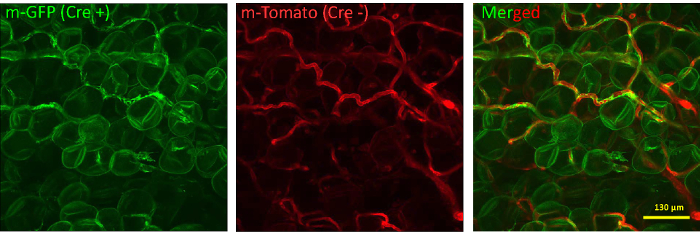 Fluorescent microscopy of cells, m-GFP Cre+ and m-Tomato Cre-, merged image; cell structure.